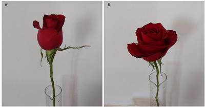Plant Growth-Promoting Bacteria Improve Growth and Modify Essential Oil in Rose (Rosa hybrida L.) cv. Black Prince